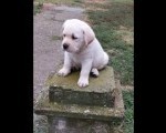 LABRADOR RETRIVER